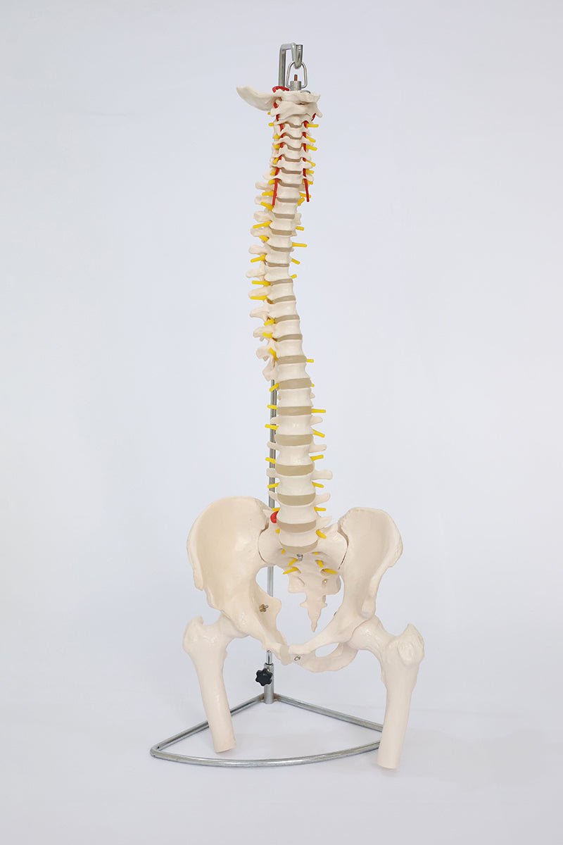 Anatomical Backbone Model