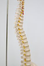 files-anatomybackbone3-jpg