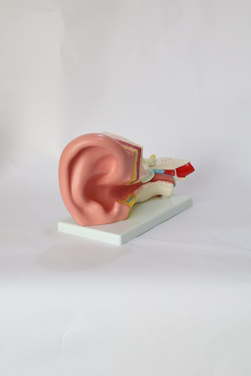 files-earanatomicalmodel2-196206-jpg