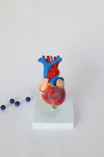 files-heartanatomicalmodel3-974420-jpg