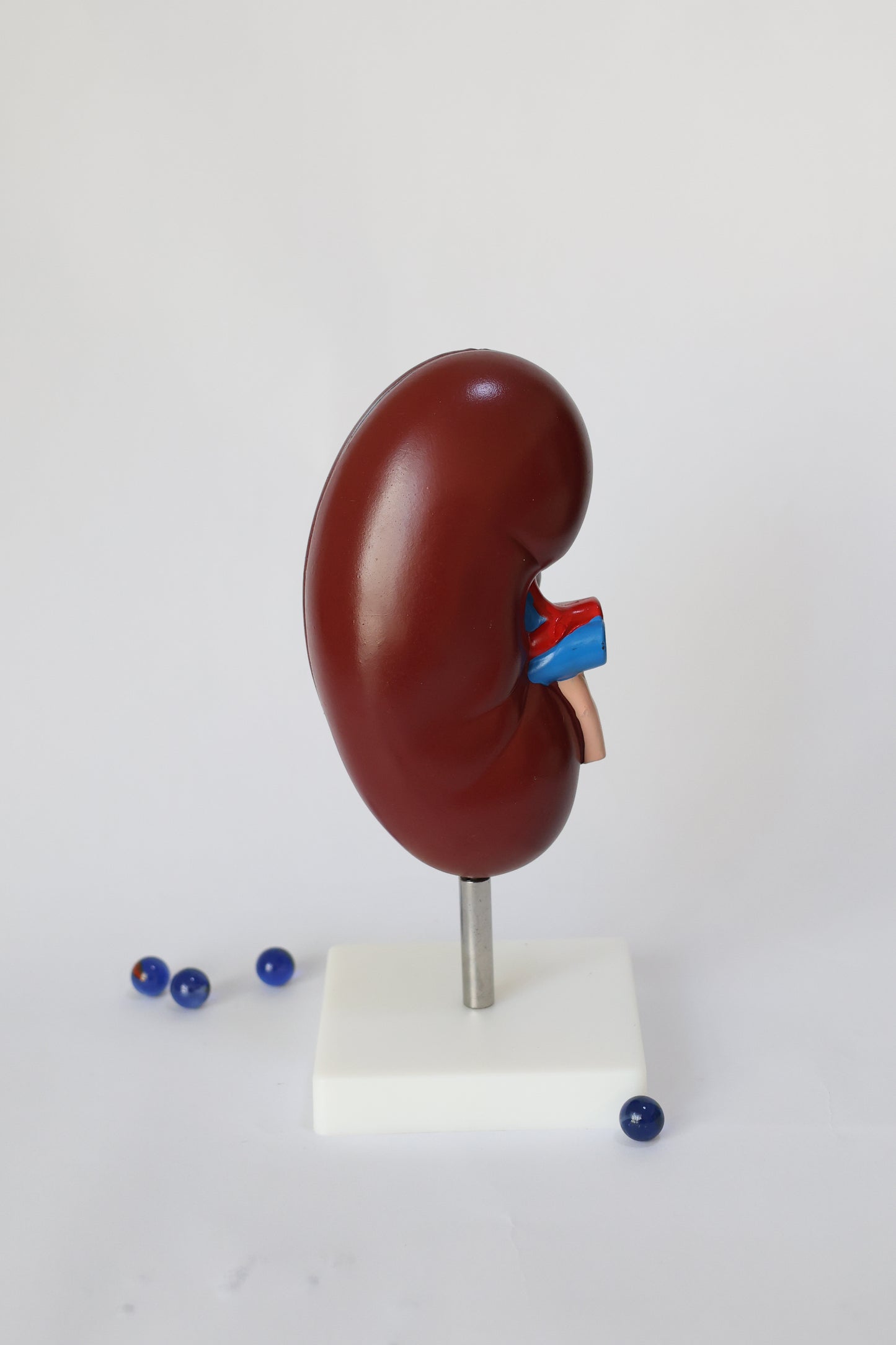 KidneyAnatomicalModel1