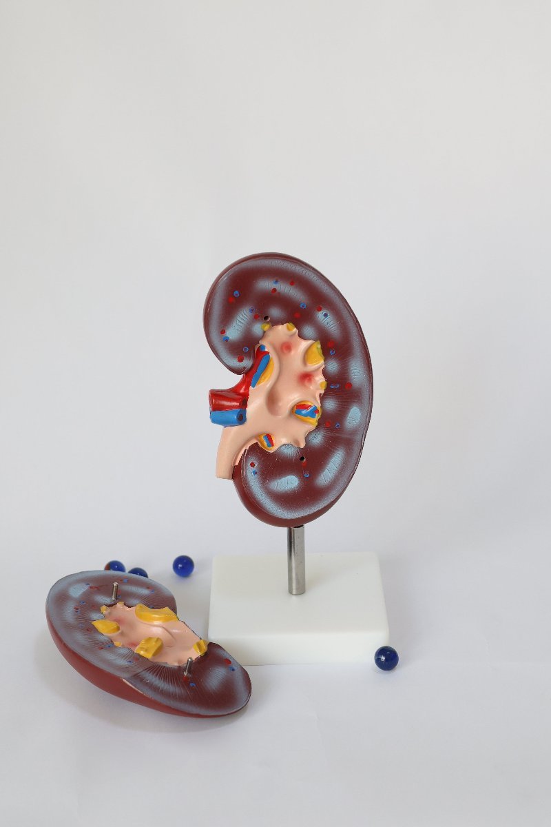 KidneyAnatomicalModel4