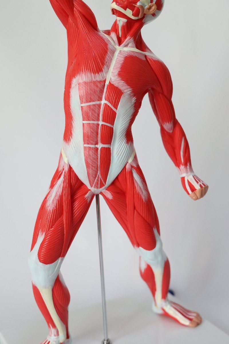 MuscleAnatomicalModel3