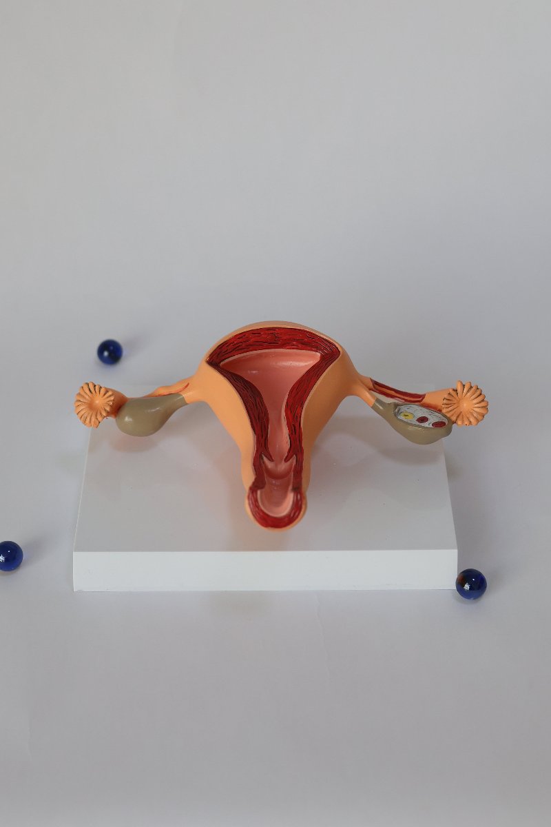 UterusAnatomicalModel1